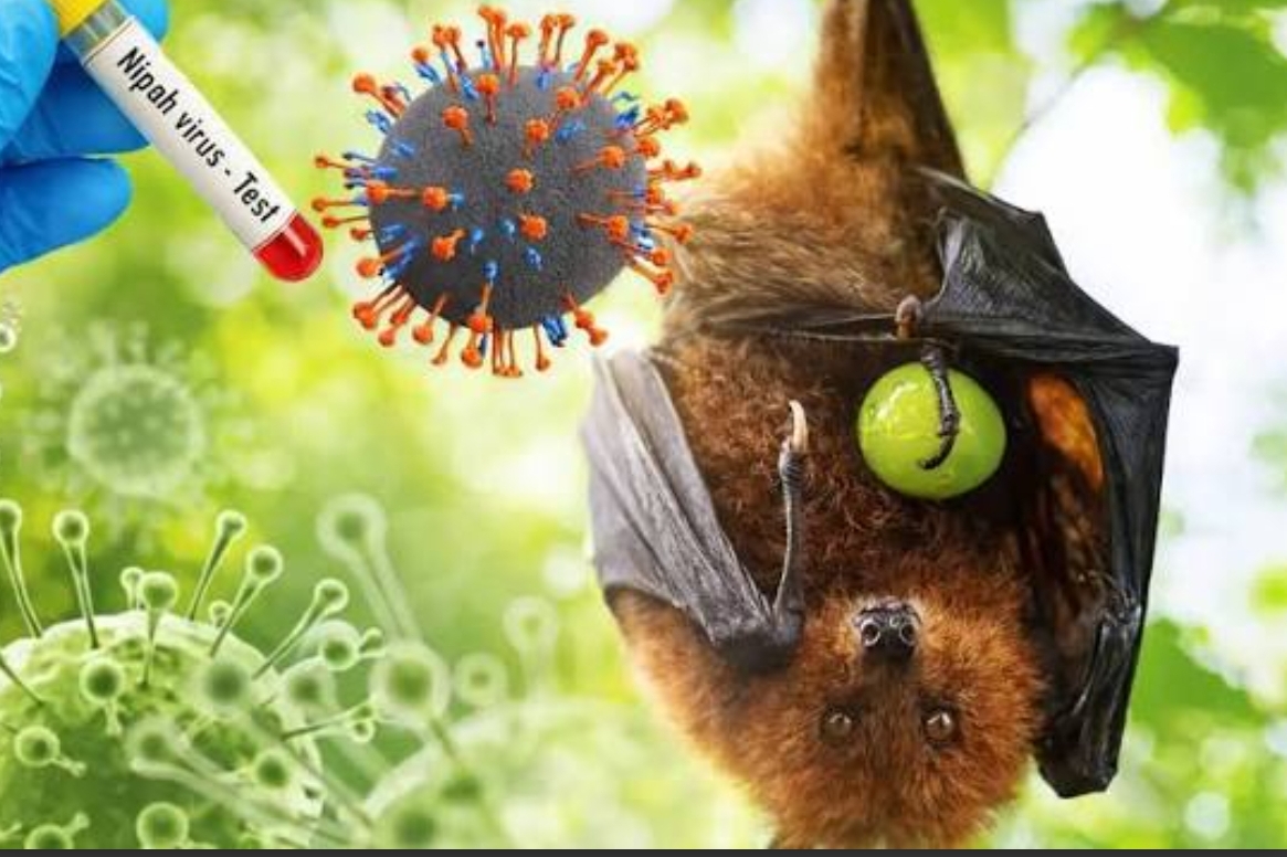 Belum Ditemukan Kasus Virus Nipah, Pemprov Kalsel Tetap Perkuat Kesiapsiagaan Sistem Kesehatan