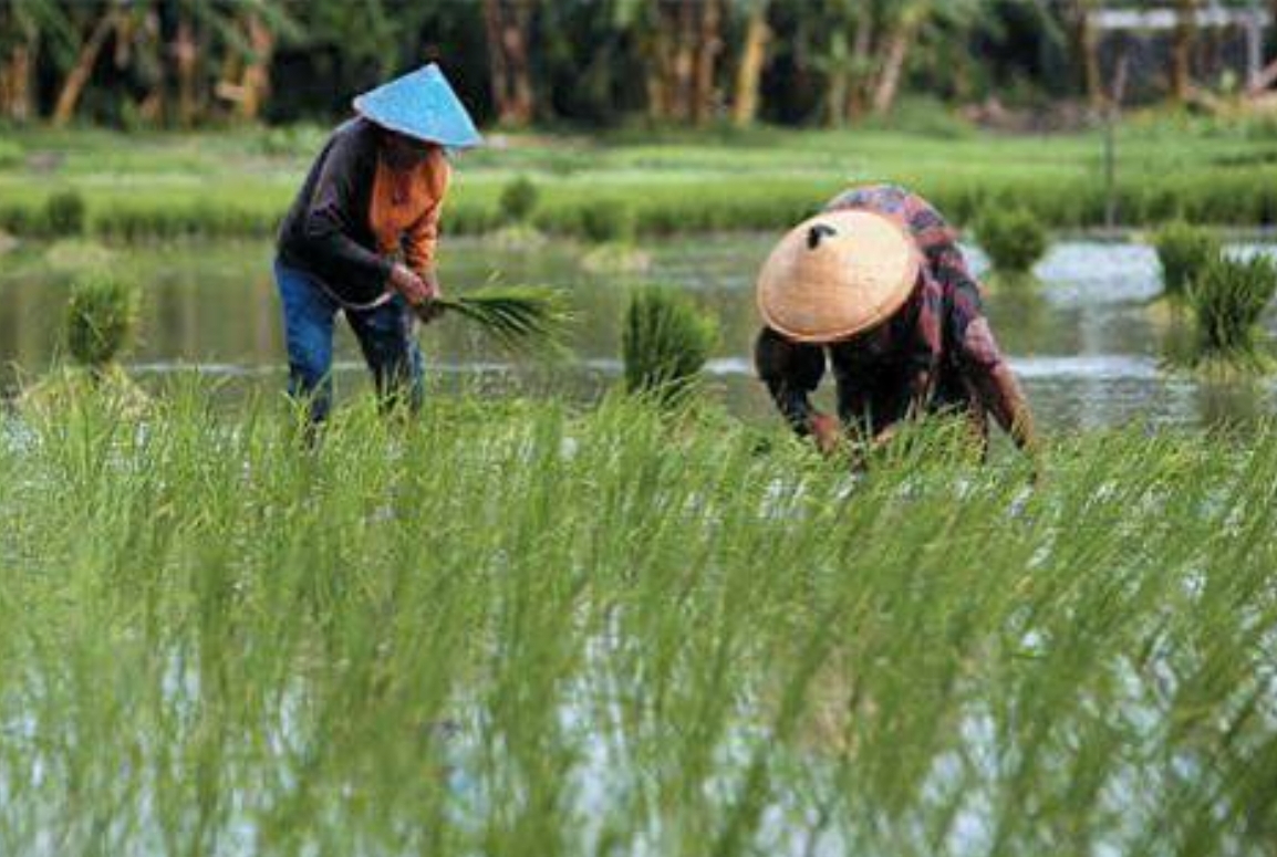 Pemprov Kalsel Kolaborasi dengan Kabupaten Pulihkan Lahan Pertanian Pasca Banjir